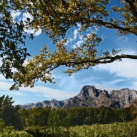 Wine valley, South Africa