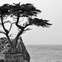 Lone Cyprus