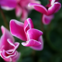 Pink dance