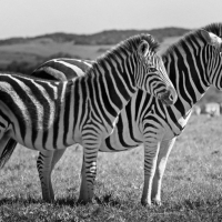 Zebra